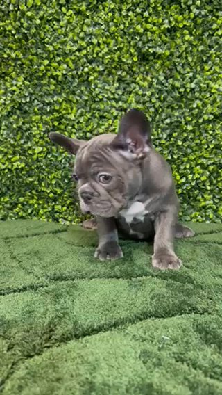AKC BLUE FRENCH BULLDOG in Poinciana, Florida