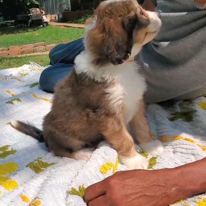 zuvy,mini Bernedoodle in San Antonio, Texas