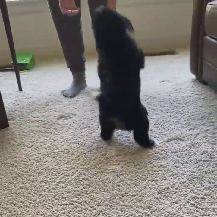 Luna,mini bernedoodle in Chicago, Illinois
