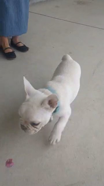 Koko in Goshen, Indiana