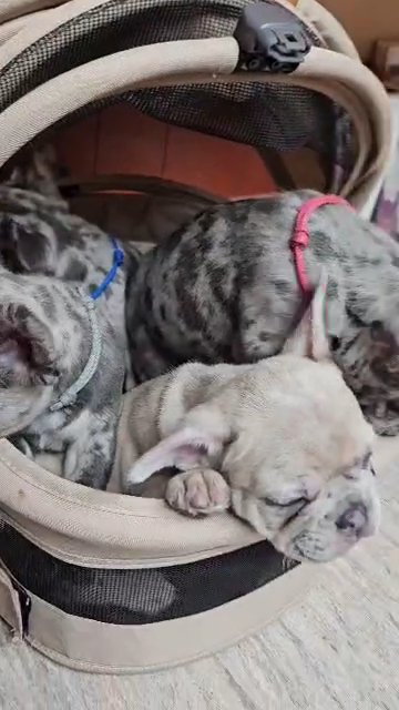 Merle babies in Houston, Texas