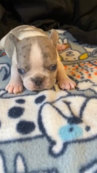 Frenchie Pups Males And Females in Culpeper, Virginia