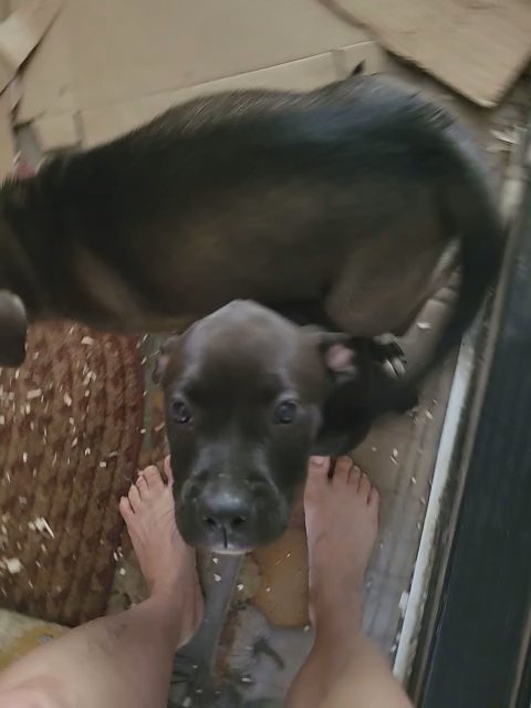 Sweet Girl Needs Home in Huntington, West Virginia