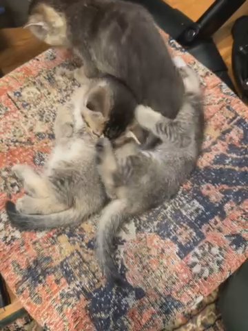 Adorable British Shorthair Kittens Looking For Their Furever Homes! in Paramus, New Jersey