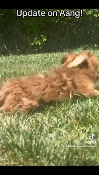Aang - UPDATE - Champion-line Sable Red With White Markings in Spanish Fork, Utah
