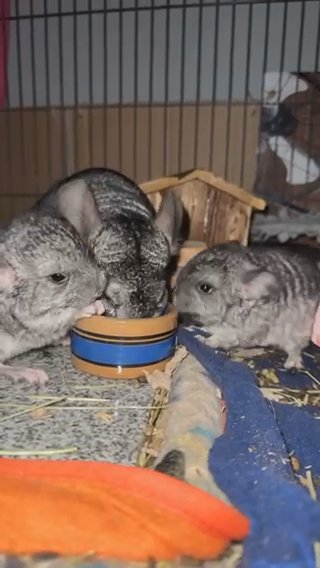 Chinchilla Baby in North Platte, Nebraska