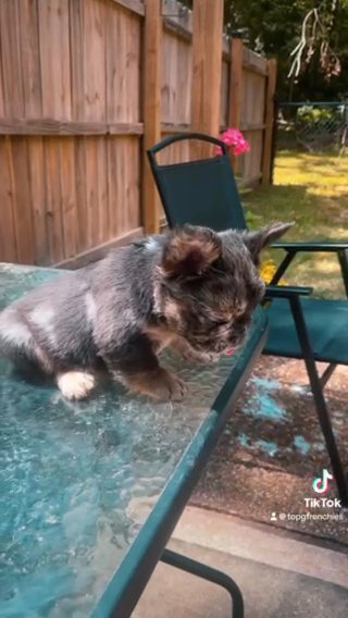 Fluffy French Bulldog in Rome, Georgia
