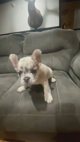 Fluffy French Bulldog in Rome, Georgia