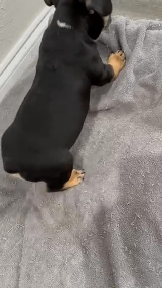 Biggie in Fort Lauderdale, Florida