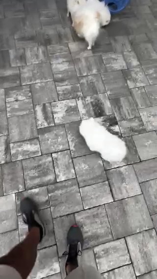 Pomeranian Puppies in Orlando, Florida