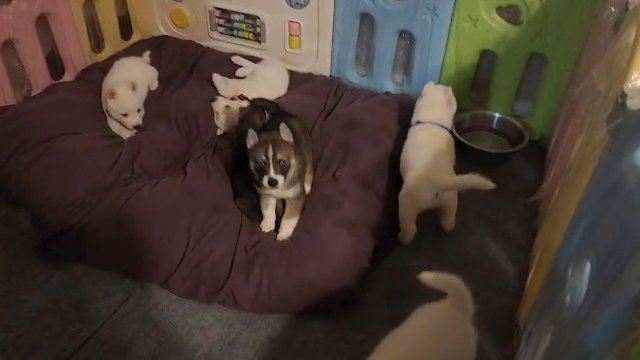 Siberian Husky Puppies in Oklahoma City, Oklahoma