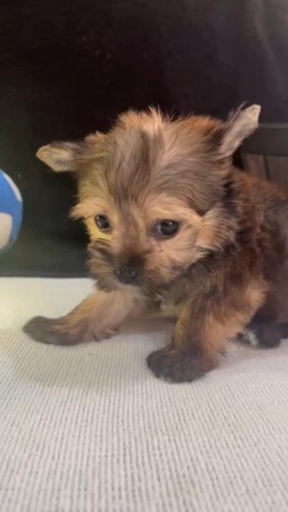 Tiny Toy Yorkie in Savannah, Georgia