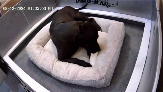 Puppies On The Way !! in Lexington-Fayette, Kentucky