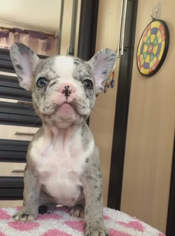 AKC French Bulldog puppies Frenchie in Erie, Pennsylvania