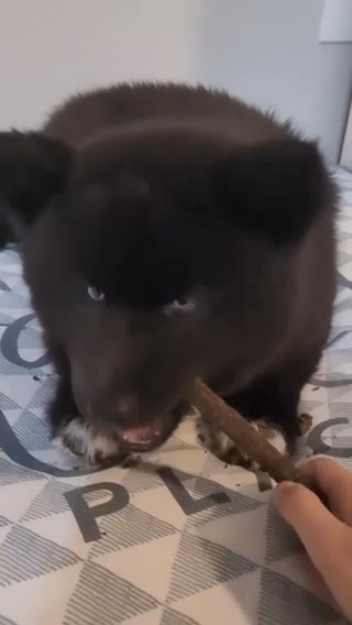 Wooly Husky Eclipse (Deposit Required) in Miami Beach, Florida