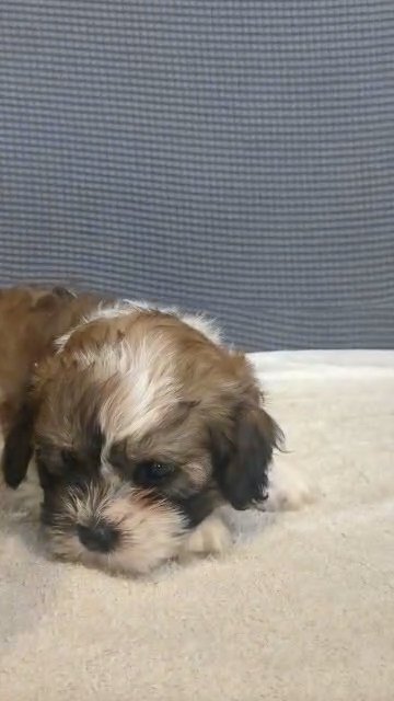 Turbo in Goshen, Indiana