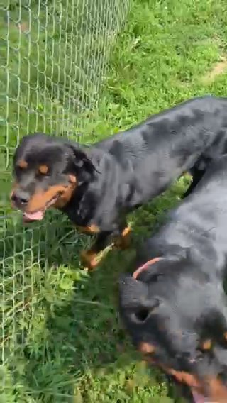 AKC Female Rottweiler in Macomb, Illinois