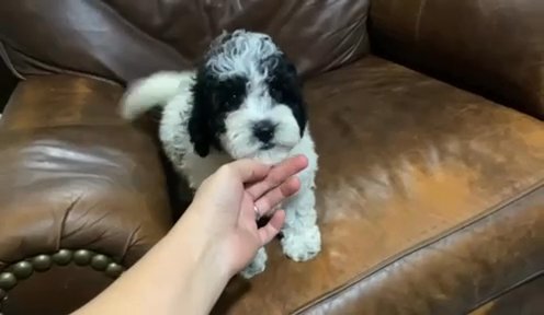Adorable Lily in Campbellsville, Kentucky