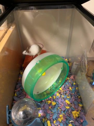 Fancy Mice in Rochester, New York