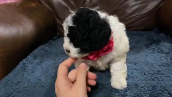 Gorgous cavapoo Female (Lily) in Campbellsville, Kentucky