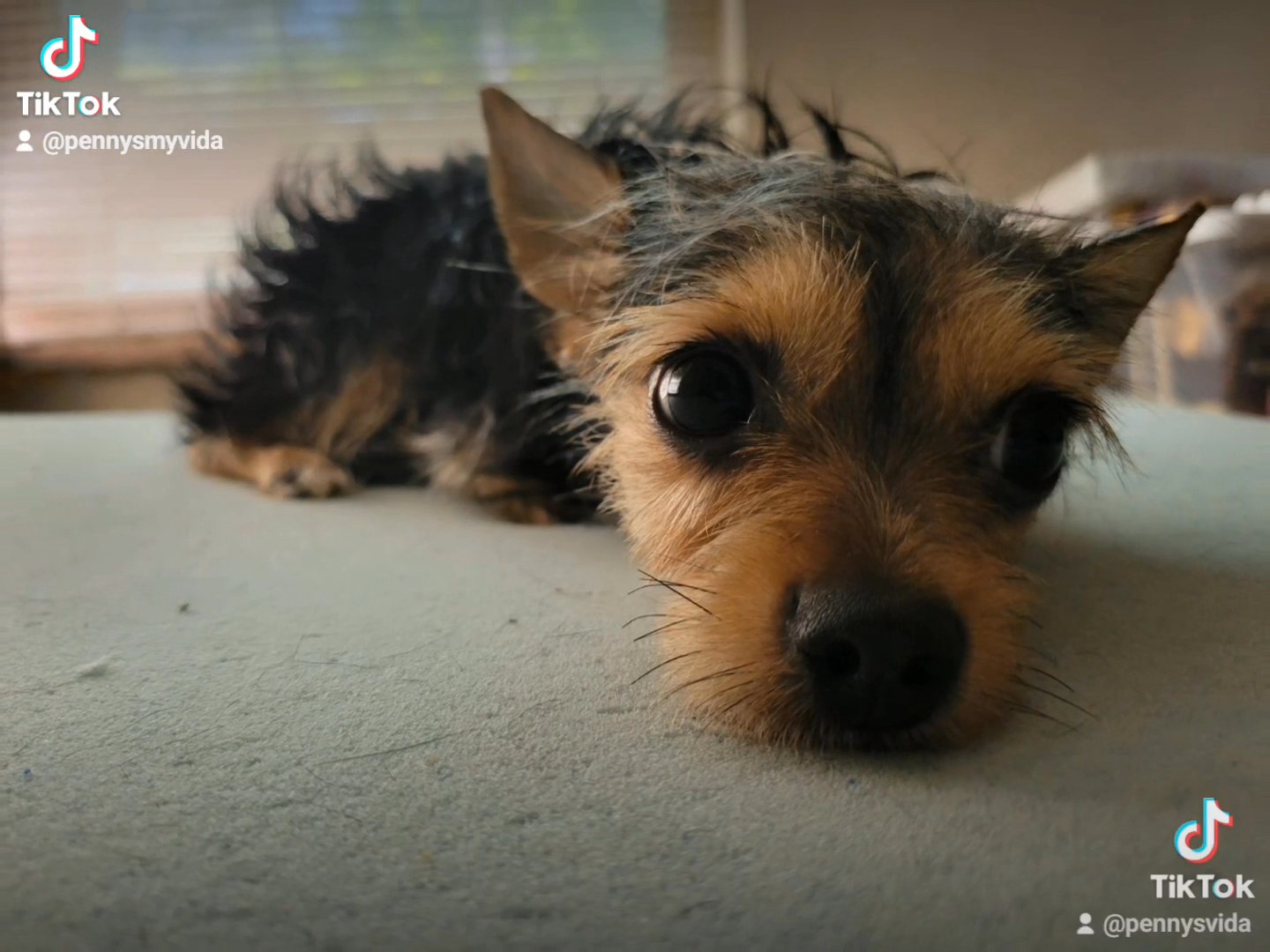 Chorkie in Pittsburgh, Pennsylvania