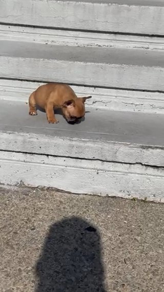 Fawn Carrying Testable And Possibly Fluffy in Bethlehem, Pennsylvania