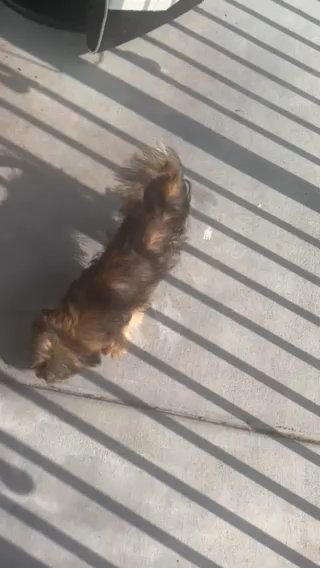 Cavapoo Puppy in Louisville, Kentucky