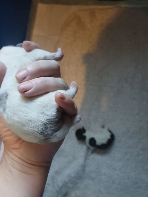 Blue merle pomchi in Anniston, Alabama