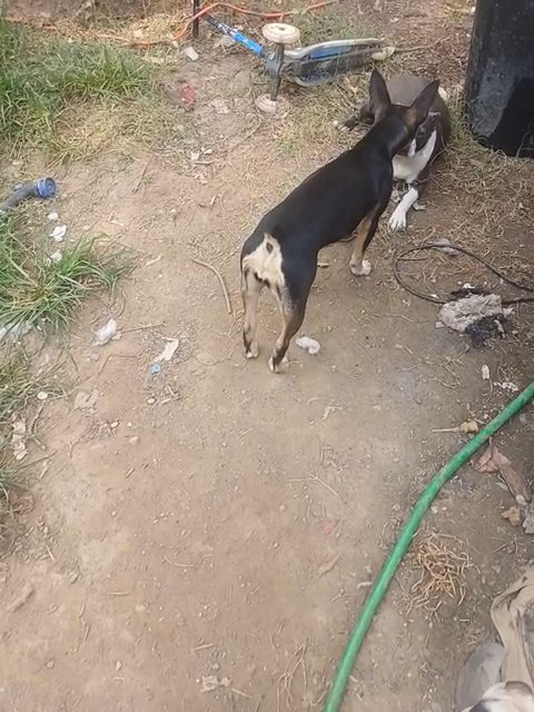 Dash in Anniston, Alabama