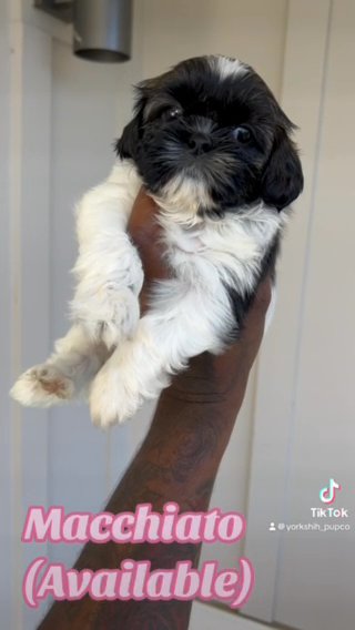 Shih Tzu ATL in Atlanta, Georgia