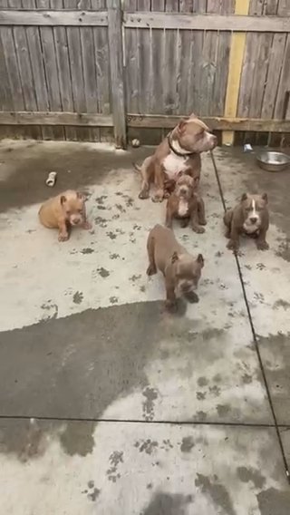 Their 10weeks And ready For A New Home in Lafayette, Indiana