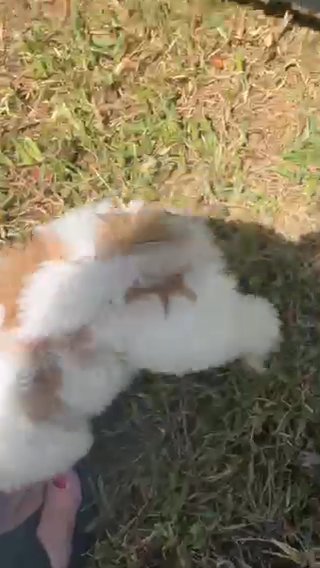 Playtime Shih Tzu in Orlando, Florida