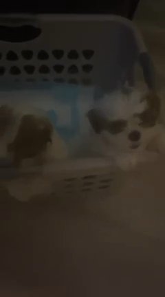 Shih tzu Puppies in Orlando, Florida