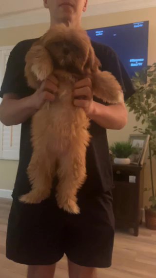 Princess Tia Shih tzu in Orlando, Florida