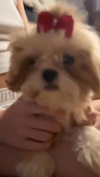 Shih Txu in Orlando, Florida