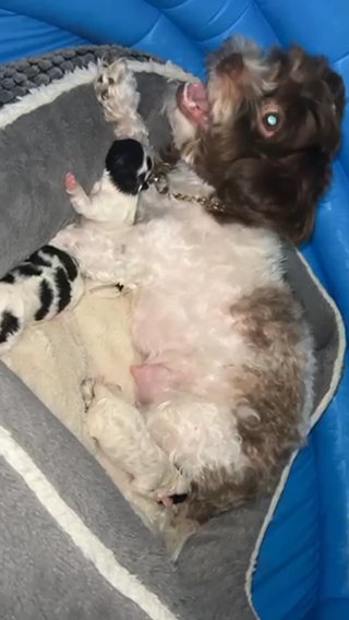 Teddy Bear Puppies in New York City, New York