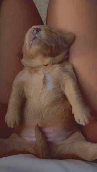 Yorkiepoo in Houston, Texas