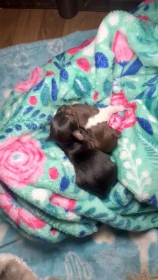 Choco/Trad/Parti Yorkies Available in Las Vegas, Nevada