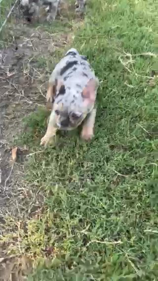 AKC Registered Testable Fluffy Carrier in Mission, Texas
