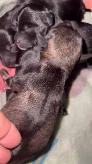 Mini Schnauzers in Mountain Home, Arkansas