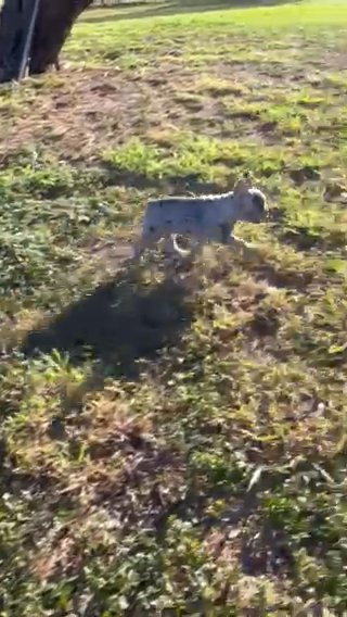 Fluffy Carrier Akc Registered in Mission, Texas