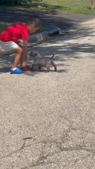 Male K2 Pup in Rockford, Illinois