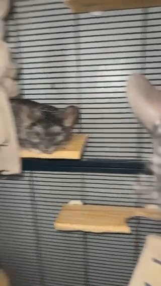 Chinchillas Male in North Platte, Nebraska