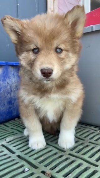 AKC Red Plush Siberian Husky in Macomb, Illinois