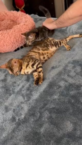 [SOLD] Scottish Fold Female Bengal Hybrid in Los Angeles, California