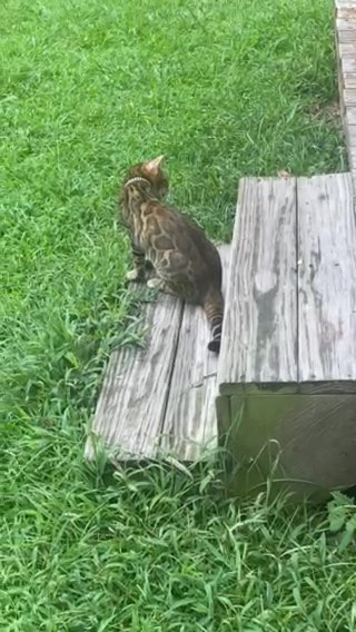 Gorgeous TICA bengal in Wilmington, North Carolina