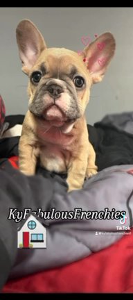 9 week Blue Fawn Male in Danville, Kentucky