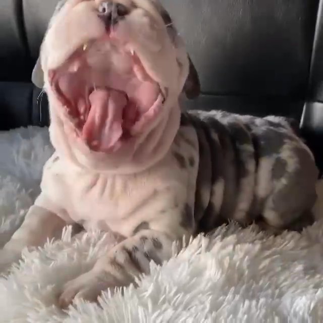 English Bulldog in New Iberia, Louisiana