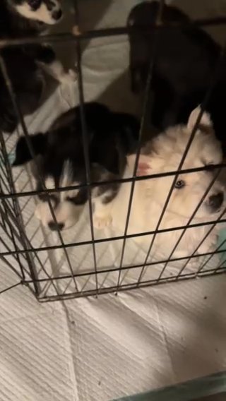Husky puppies in Memphis, Tennessee
