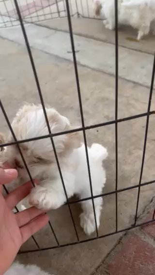 Puppies in Moreno Valley, California